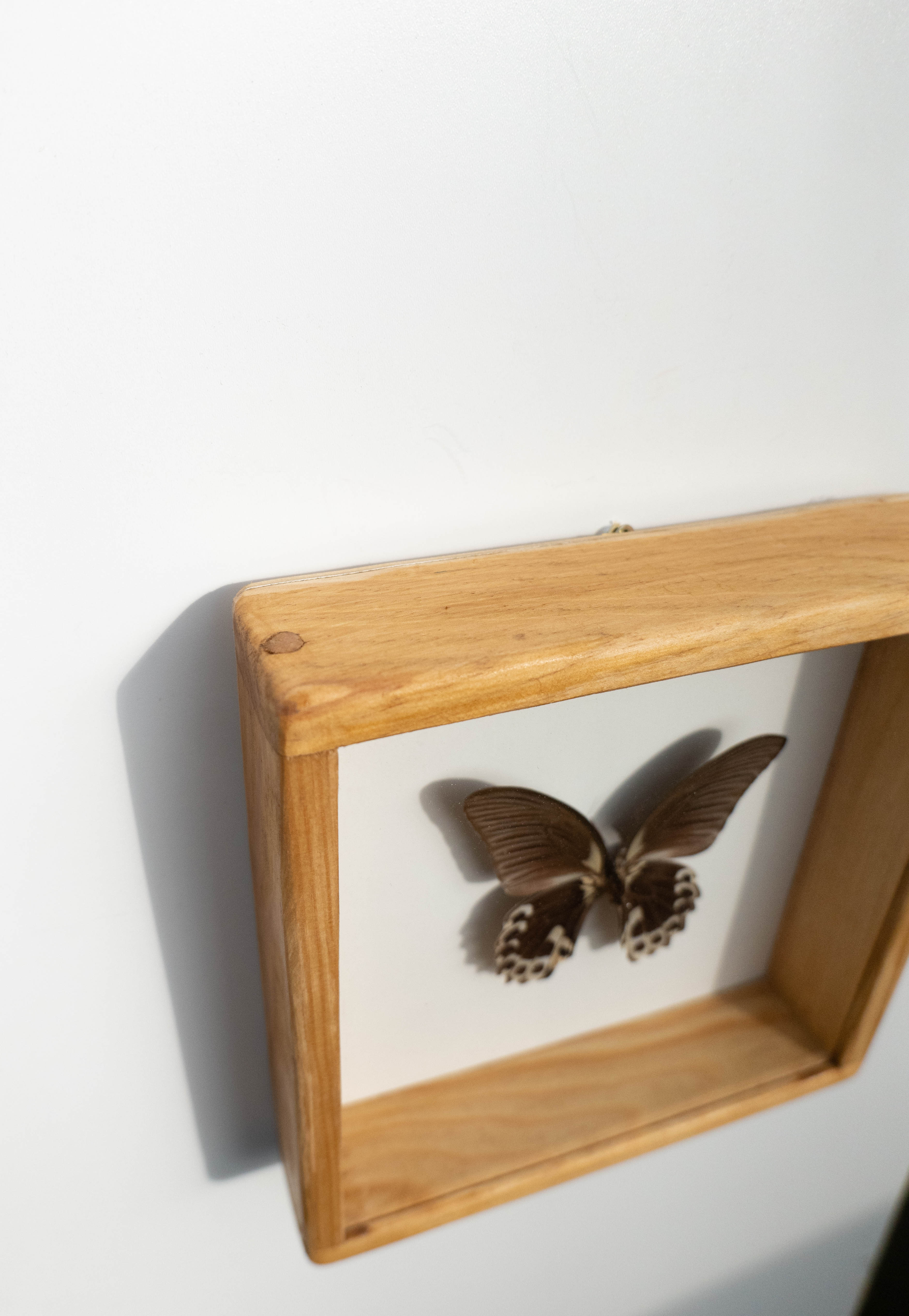 Papillon naturalisé
