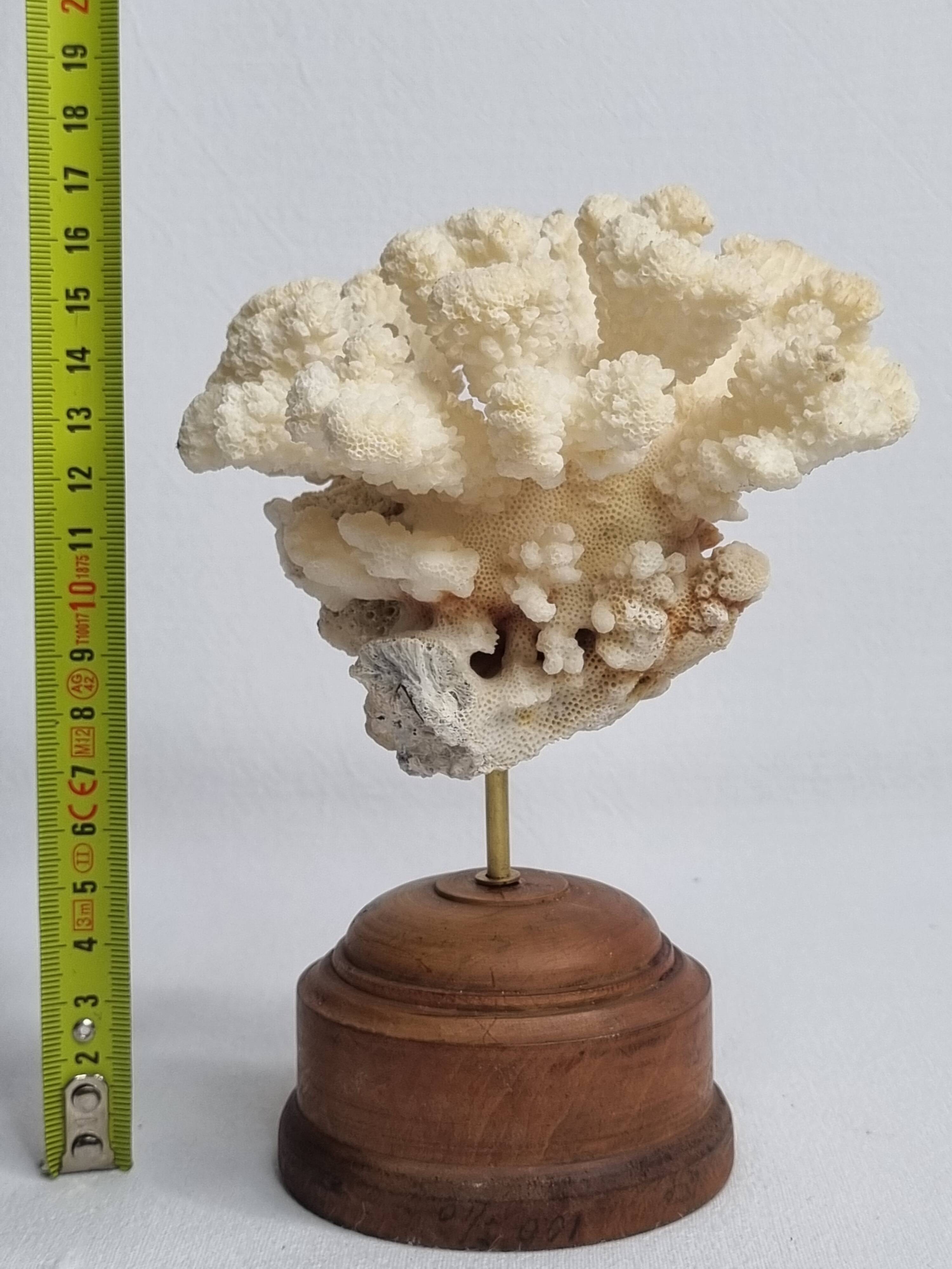 Antique natural coral mounted on turned wooden base, 17 cm