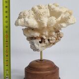 Antique natural coral mounted on turned wooden base, 17 cm