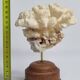 Antique natural coral mounted on turned wooden base, 17 cm