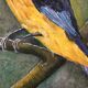 Painting the sparrow of Peru
