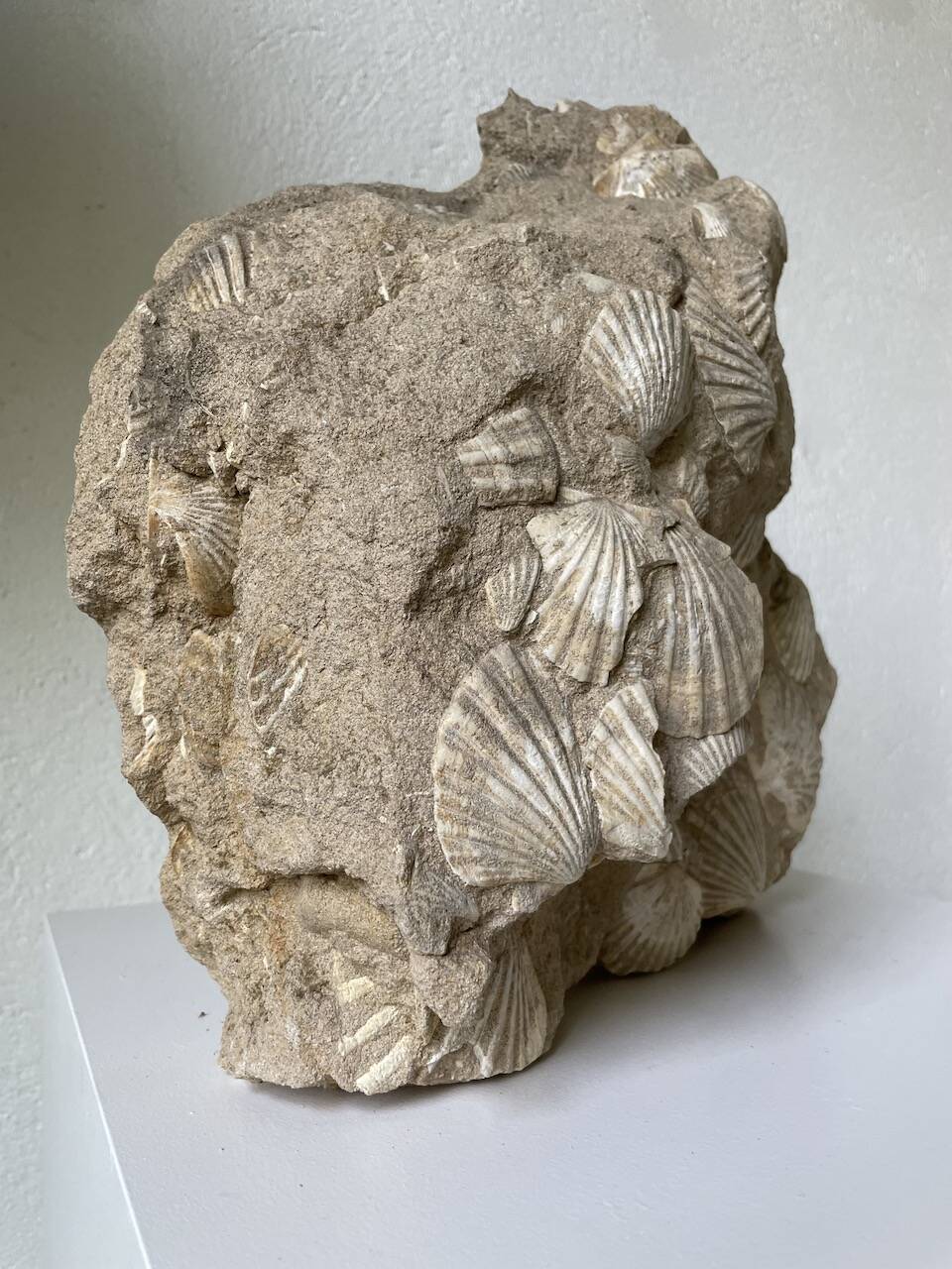 Fossil sedimentary rock and shell