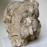 Fossil sedimentary rock and shell