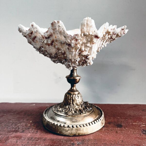 Vide poche ou porte savon coquillage bénitier