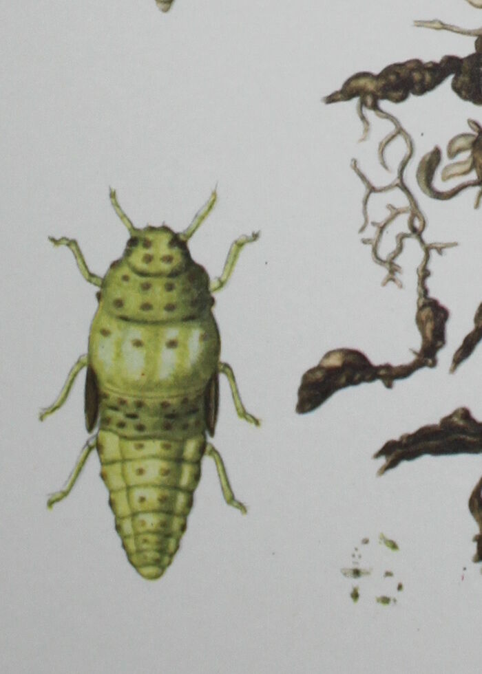 Phylloxera | 1961 | Insect Homoptera| Original pedagogical board| Entomology