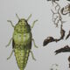 Phylloxera | 1961 | Insect Homoptera| Original pedagogical board| Entomology