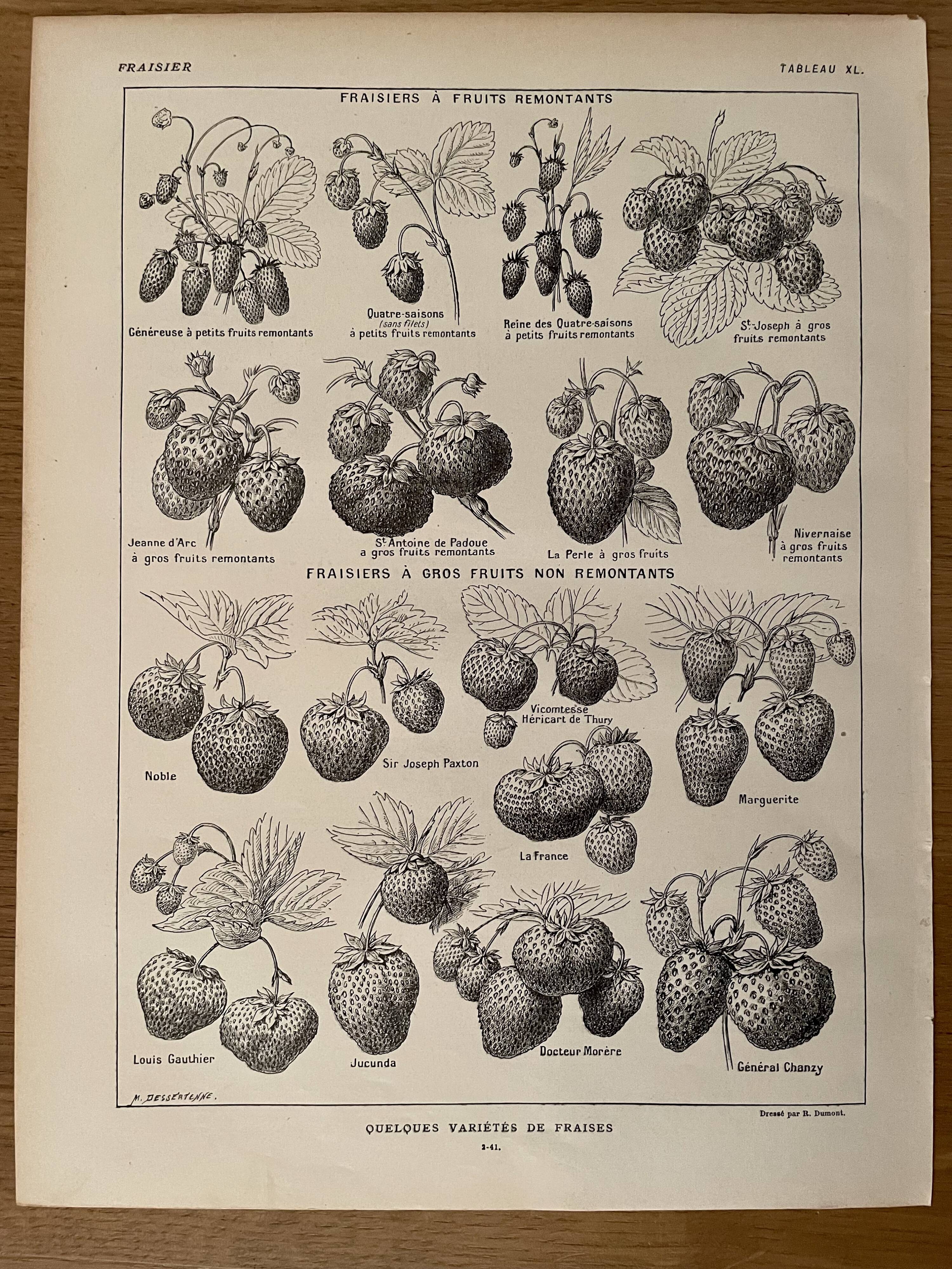 Lithograph on strawberries from 1921