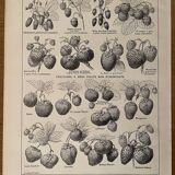 Lithograph on strawberries from 1921