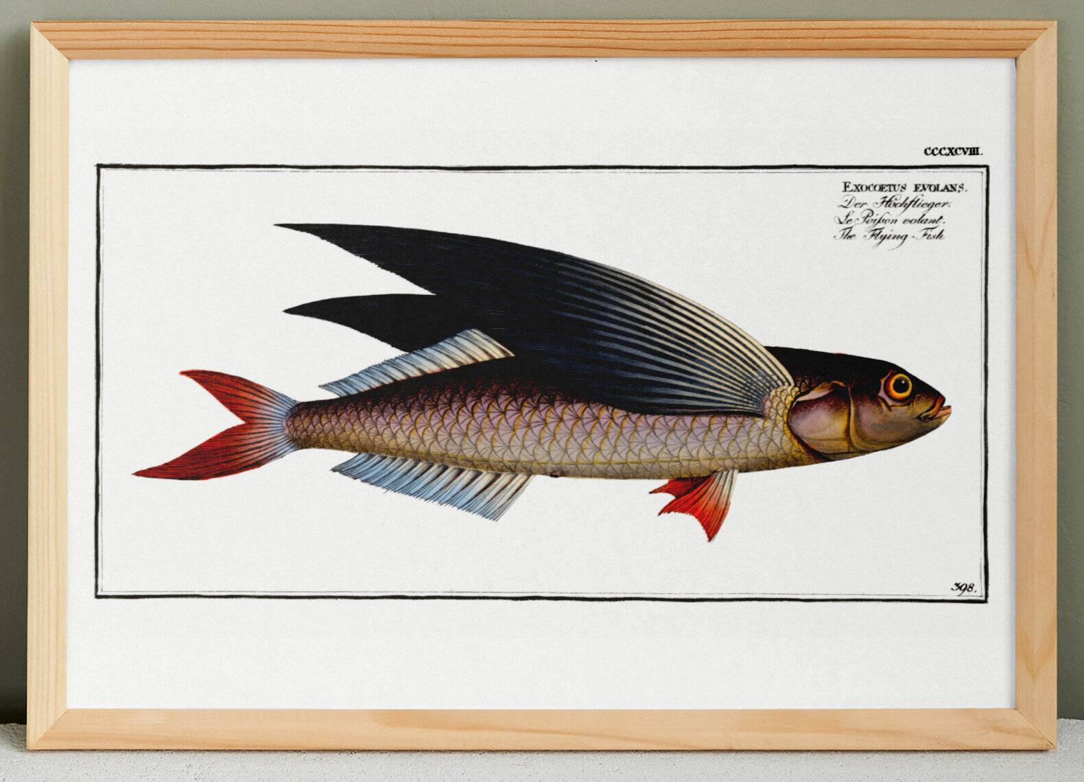 Poster about the flying fish, based on an old engraving from 1746.