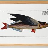 Poster about the flying fish, based on an old engraving from 1746.