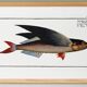 Poster about the flying fish, based on an old engraving from 1746.
