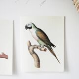 Plates of the bestiary from the Natural History Museum, Mustached Parakeet.