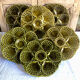 Lot 6 plates of oysters barbotine Sarreguemines