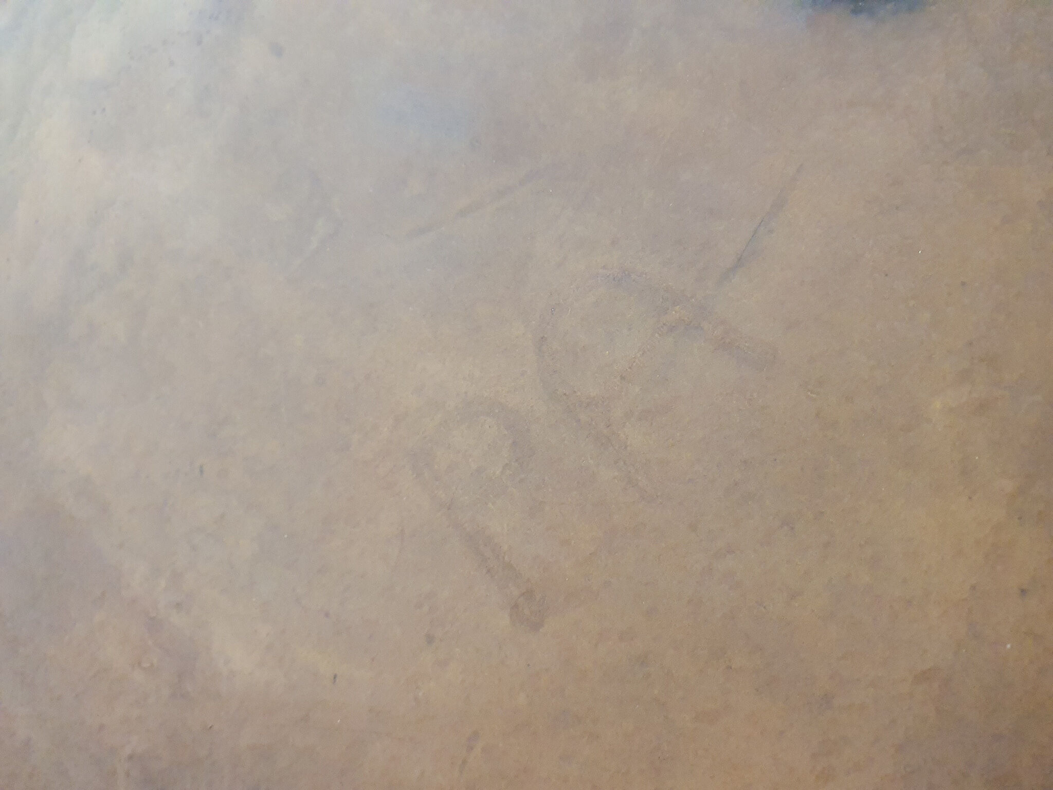 Set of two saddle leather lounge chairs, Brazil, 1960's