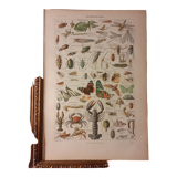 Lithograph on arthropods from 1922