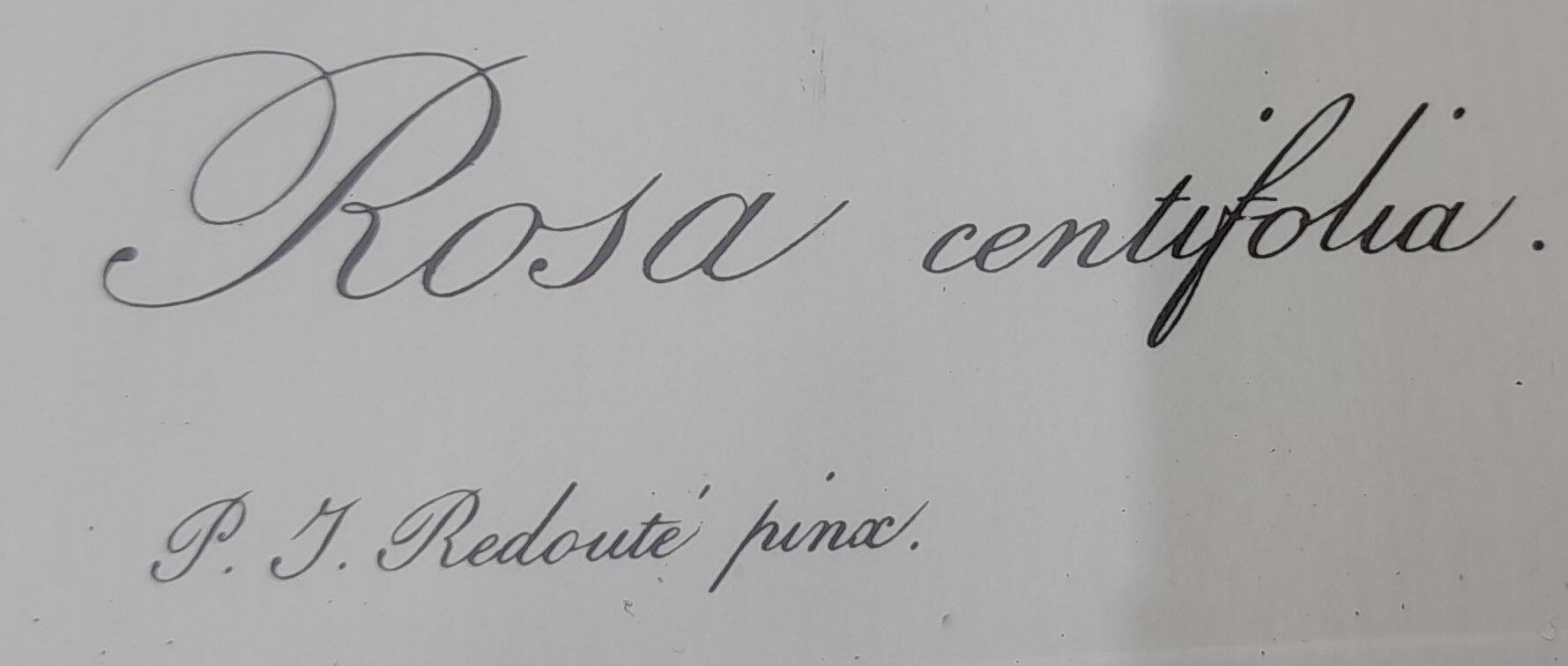 Botanical poster P. J. Redouté Pinx Rosa Centifolia Hundred-leaved rose De Rémont 44 X 34 cm