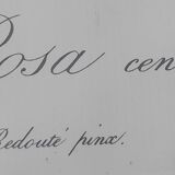 Botanical poster P. J. Redouté Pinx Rosa Centifolia Hundred-leaved rose De Rémont 44 X 34 cm