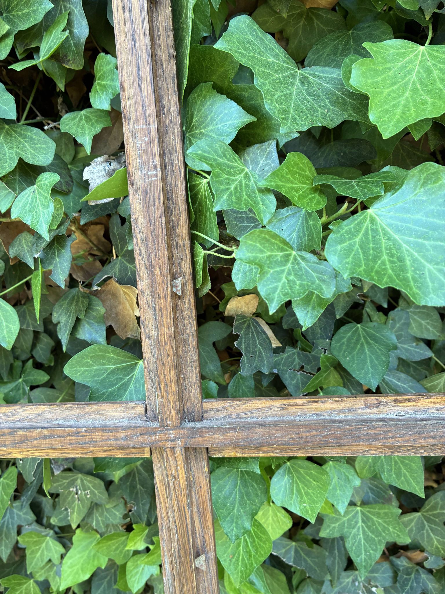 Oak wardrobe door