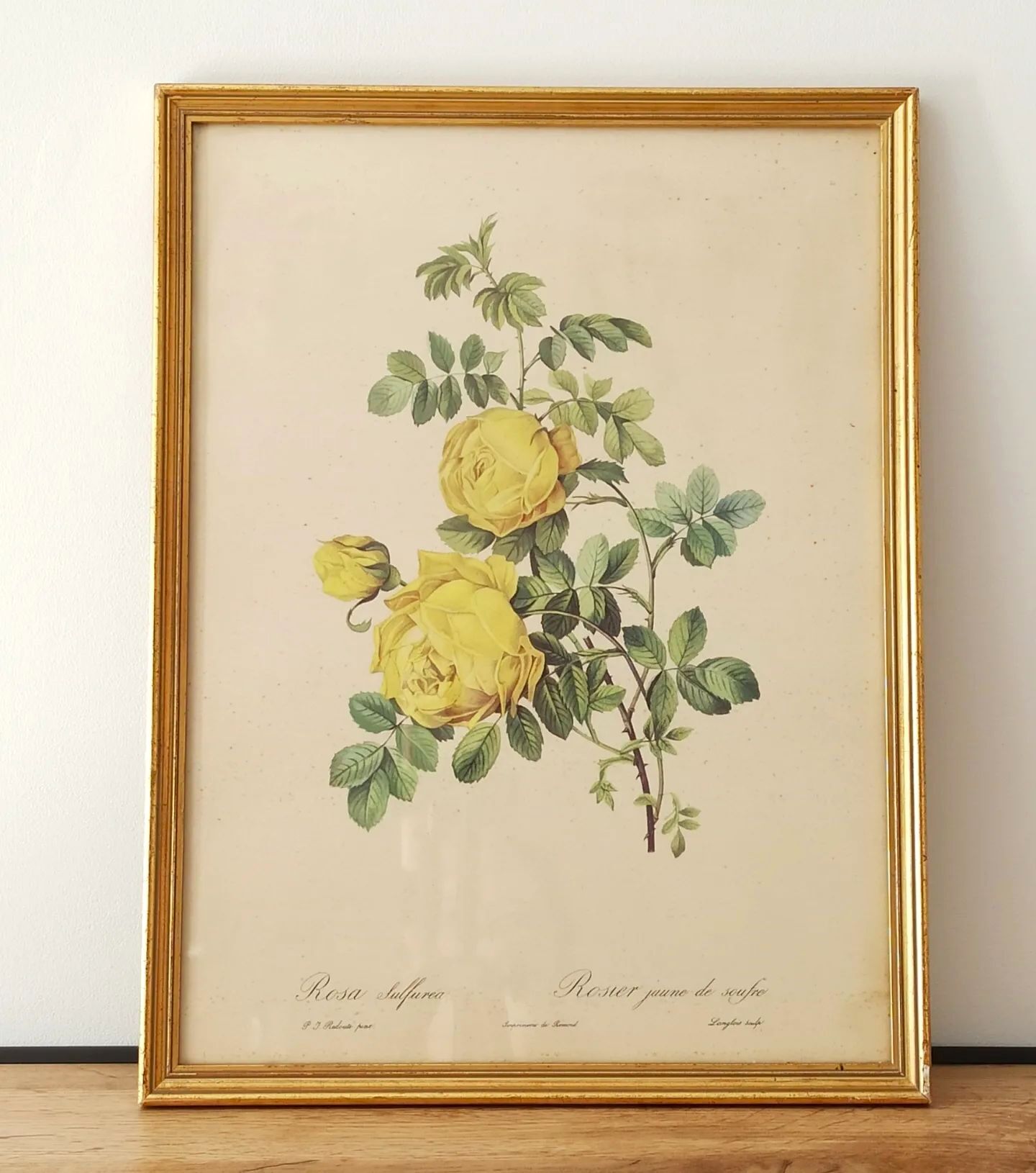 Lithographie rose Redouté