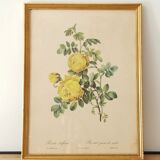 Lithographie rose Redouté
