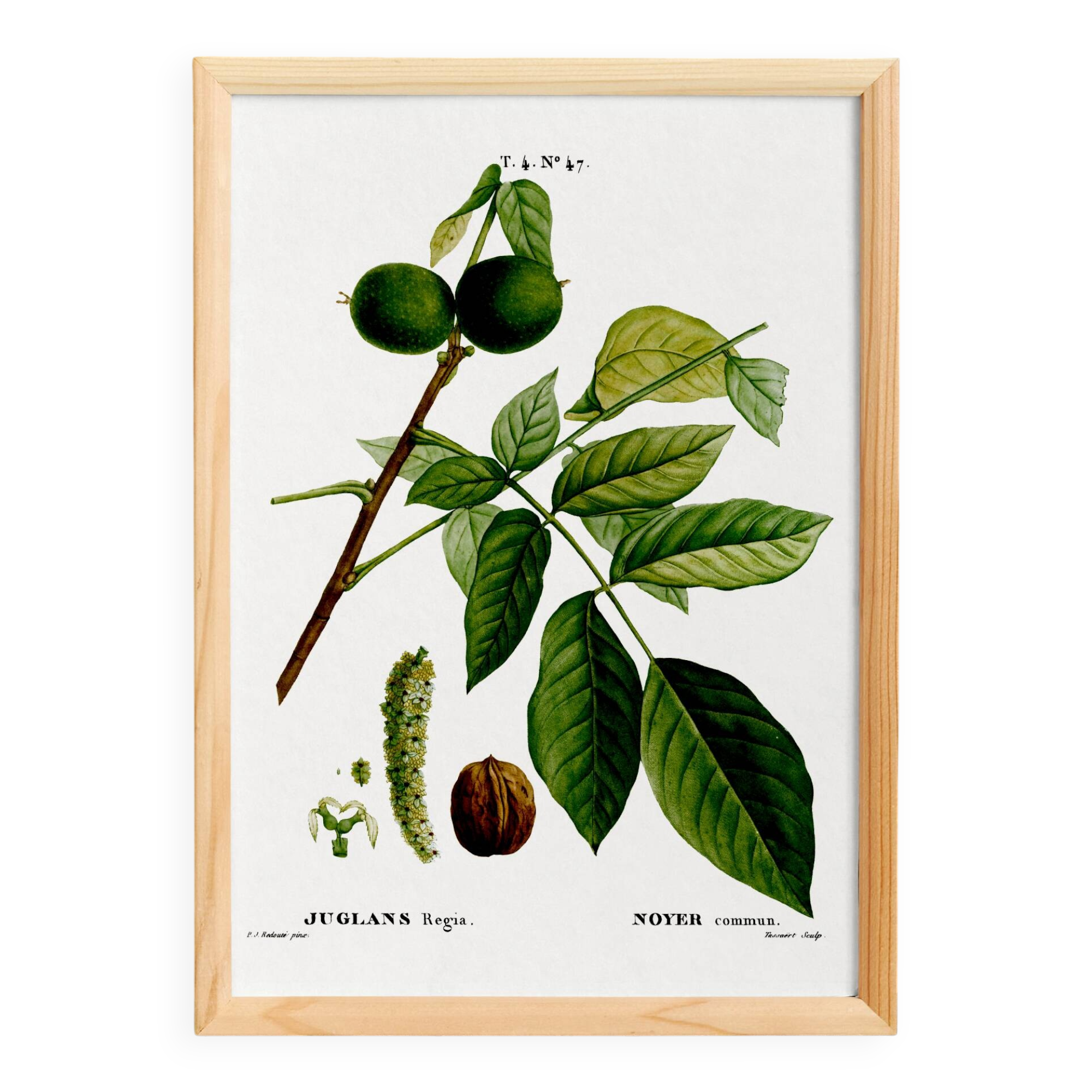 Botanical poster about the walnut tree, based on an old engraving from 1802