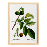 Botanical poster about the walnut tree, based on an old engraving from 1802