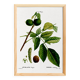 Botanical poster about the walnut tree, based on an old engraving from 1802