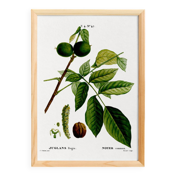 Affiche botanique sur le noyer, d'après une gravure ancienne de 1802