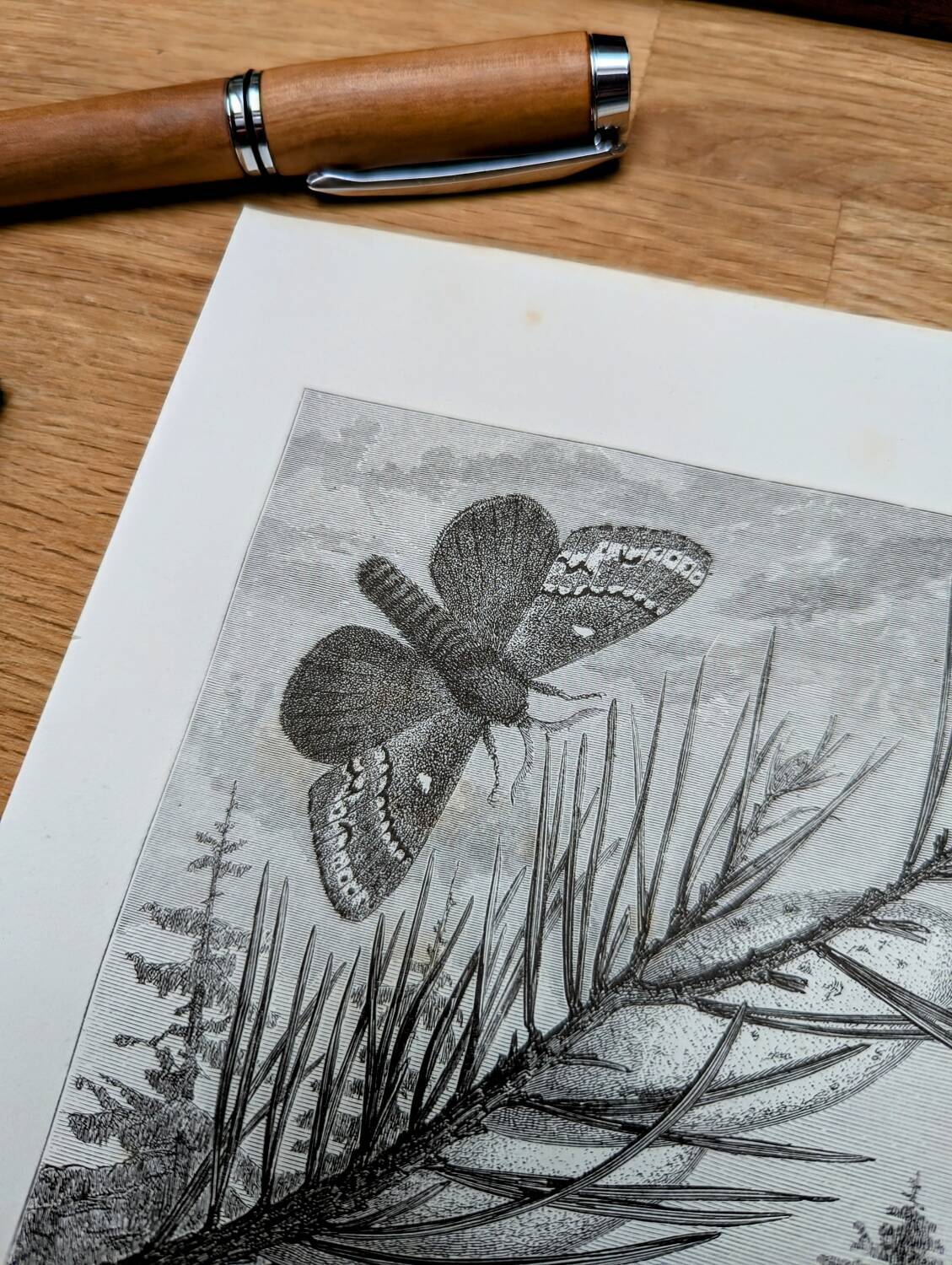 Imprimée en 1875, Gravure sur le Bombyx du pin