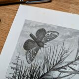 Printed in 1875, Engraving of the Pine Bombyx