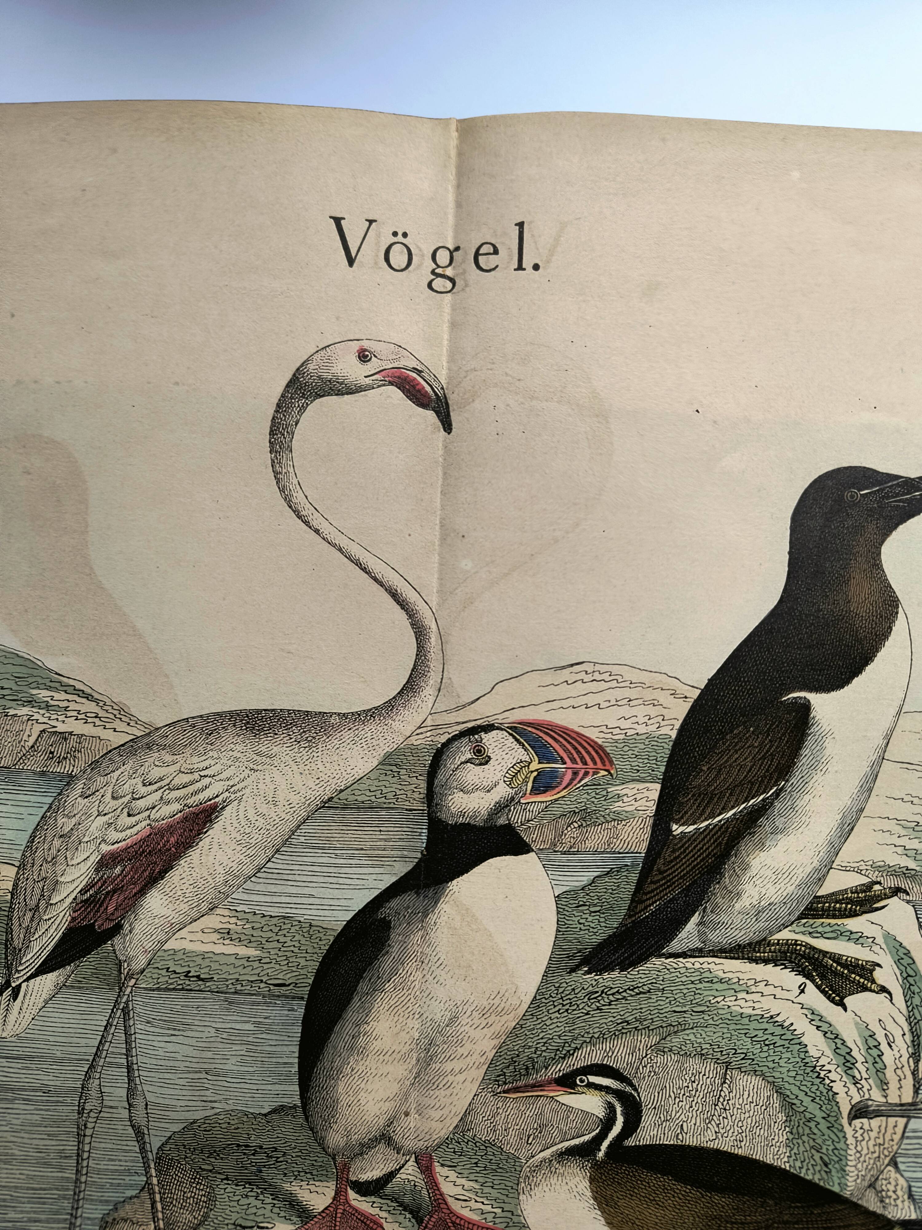 Engraving from 1886. Seabirds. Antique lithograph.