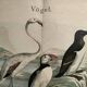 Engraving from 1886. Seabirds. Antique lithograph.