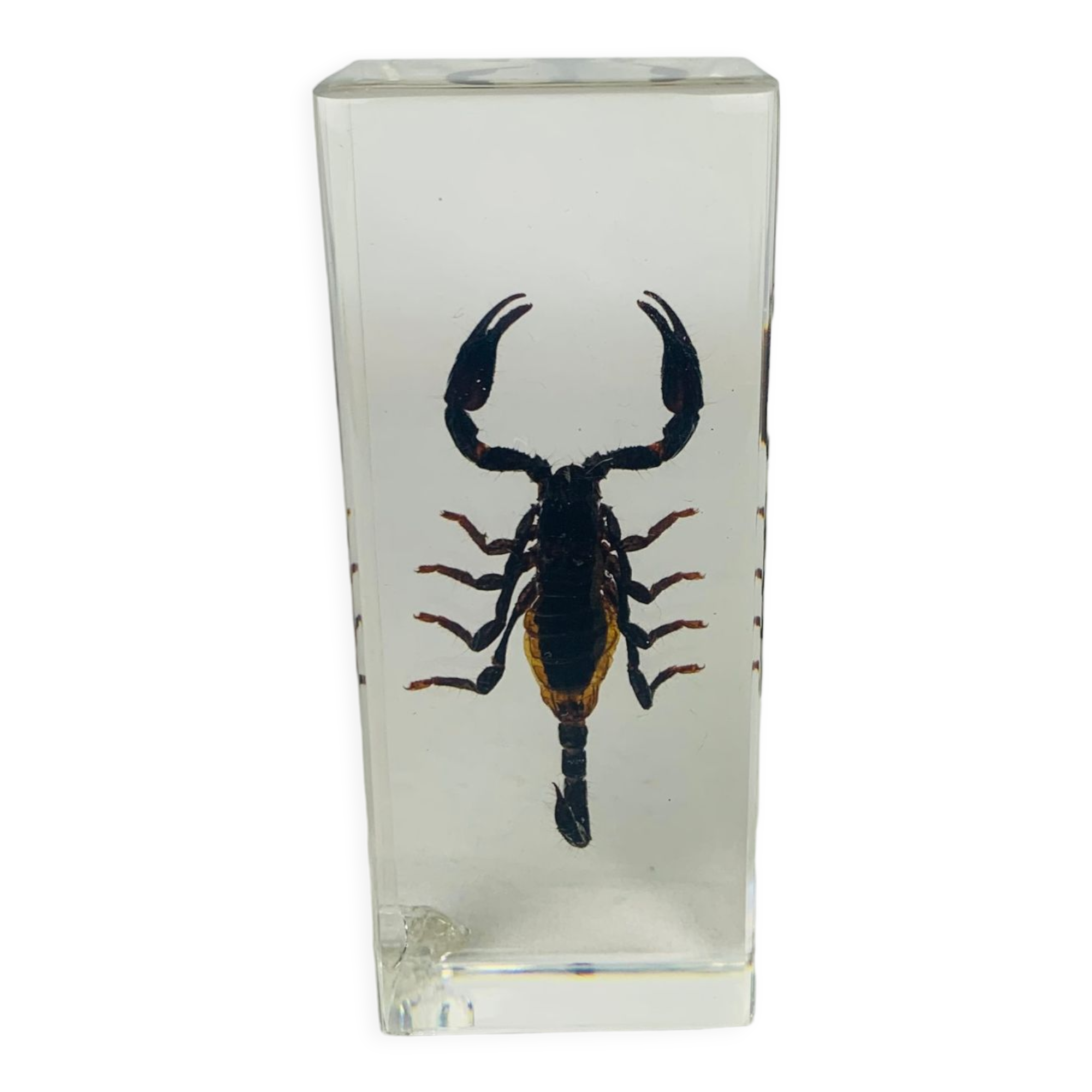 Insect scorpion resin object of curiosity