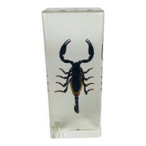 Insect scorpion resin object of curiosity