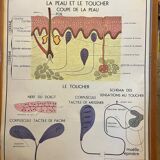 Human Body Poster - Skin, Touch and the Sympathetic System - Rossignol