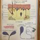 Human Body Poster - Skin, Touch and the Sympathetic System - Rossignol