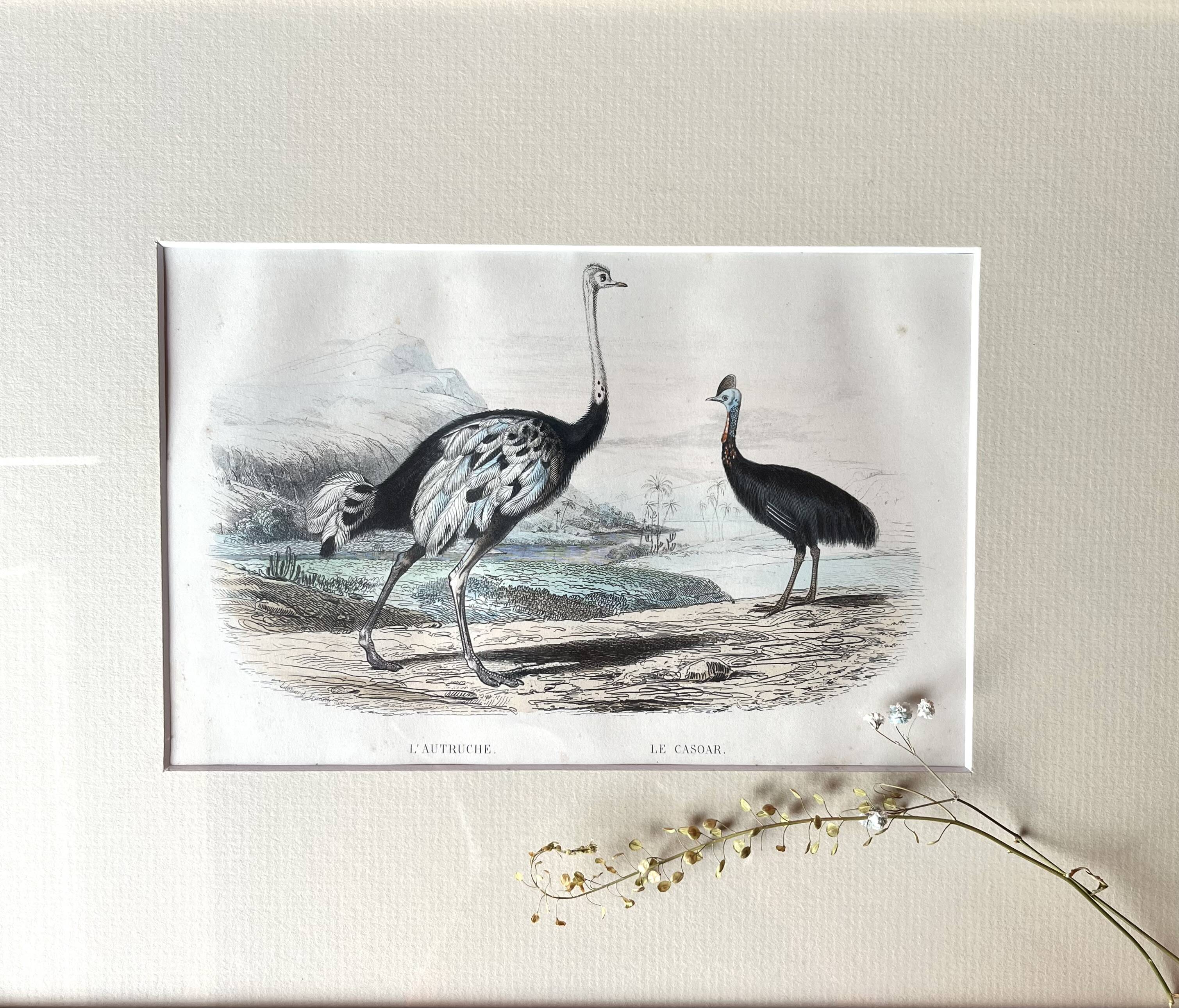 Ornithological plate "Ostrich & Cassowary" by Buffon