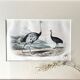 Ornithological plate "Ostrich & Cassowary" by Buffon