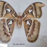 Naturalized female Atlas Moth butterfly