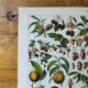 Lithographie originale sur les fruits