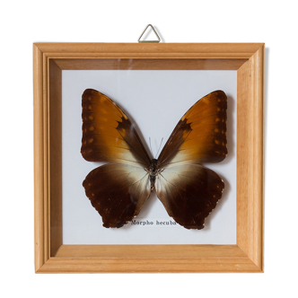 Framed Butterfly