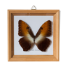 Framed Butterfly