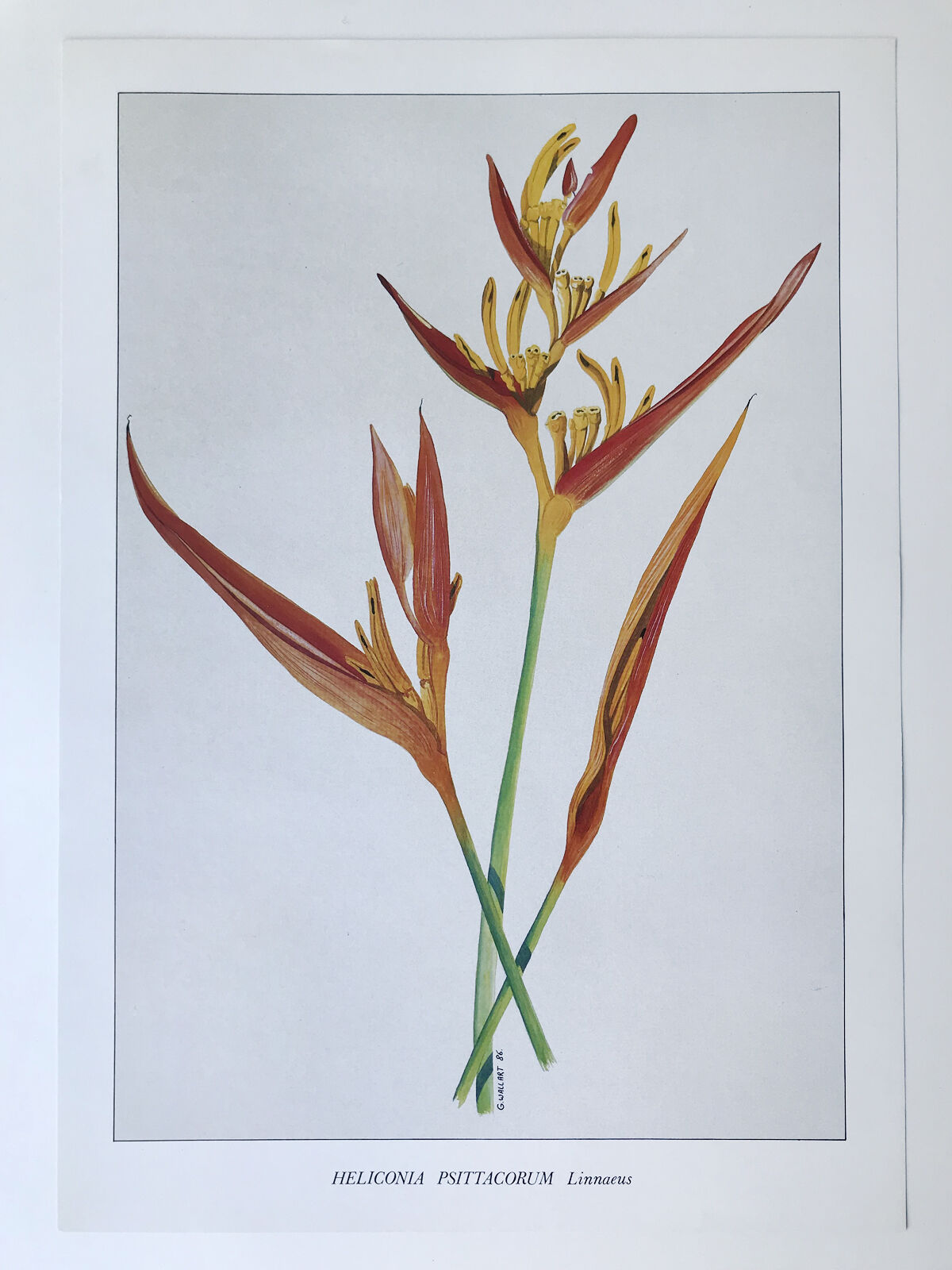 Botanical plate Heliconia Psittacorum