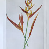 Botanical plate Heliconia Psittacorum