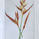 Botanical plate Heliconia Psittacorum