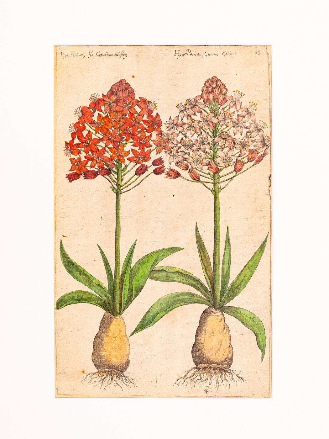 Botanical Drawings from the 18th Century, Colored Copperplate, 83 x 113 cm