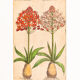 Botanical Drawings from the 18th Century, Colored Copperplate, 83 x 113 cm