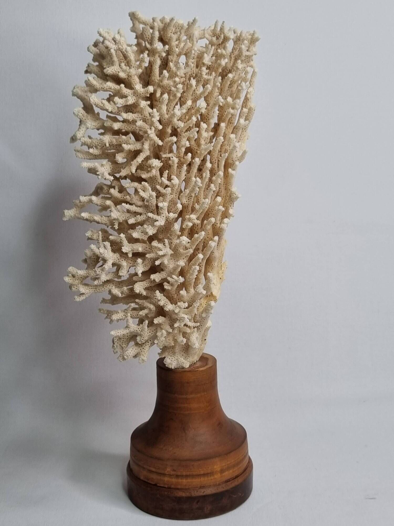 Antique natural coral on turned wooden base, 38 cm