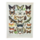 Old engraving 1898, European butterflies, insects • Lithograph, Original plate