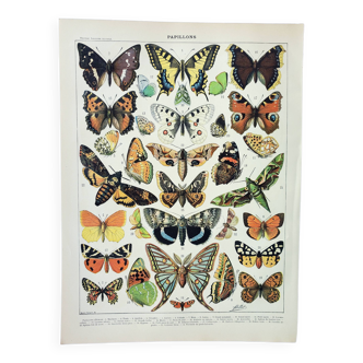 Gravure ancienne 1898, Papillons d'Europe, insectes • Lithographie, Planche originale